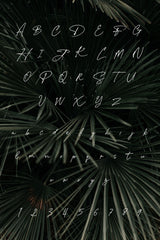 PALM